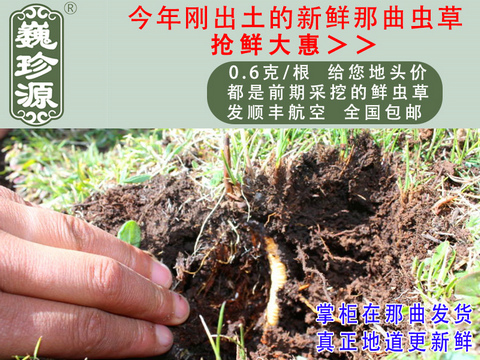 新鲜冬虫夏草,那曲新鲜虫草,巍珍源0.6克/根头期新鲜那曲冬虫夏草,刚采挖出土的那曲头期新鲜虫草